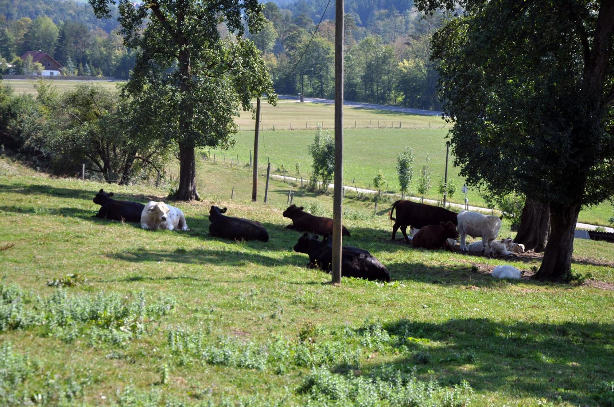 Mostheuriger Steyrdurchbruchalm Leonstein Bagian luar foto